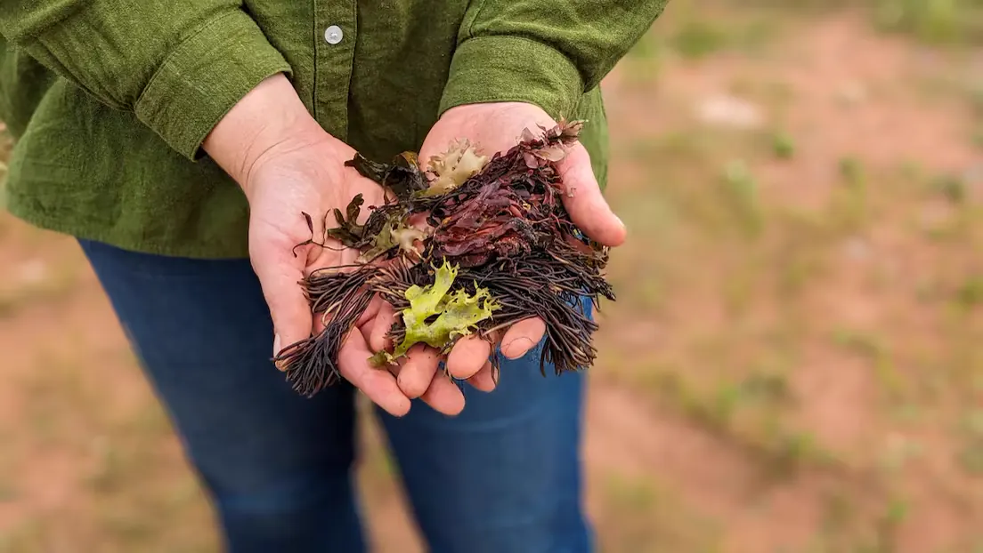 Fresh seaweed held in hands before processing